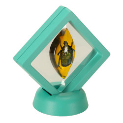 Archeologické vykopávky zasadily hmyz do jantaru