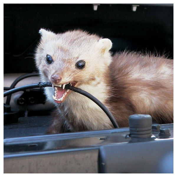 kuna kouše kabel v autě